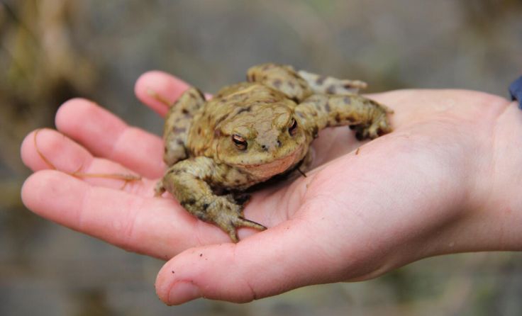 Gerettete Erdkröte (Foto: Heidi Kurz/Naturschutzbund)