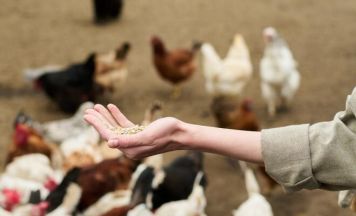 Eine Leiche im Hühnerstall beschäftigt die Theatergruppe Kaltenberg