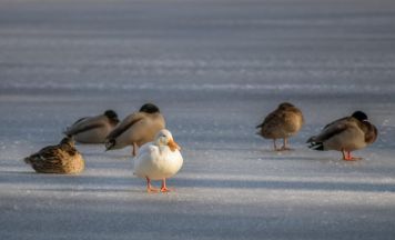 Wildenten-Versammlung an der Feldaist