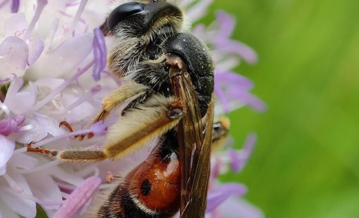 Sandbiene (Foto: Jonathan Schwarz)