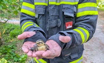 Feuerwehr Hagenberg rettete sechs Entenküken aus misslicher Lage