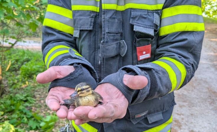 Wohlbehalten gerettet: eines von sechs Entenküken (Foto: FF Hagenberg)