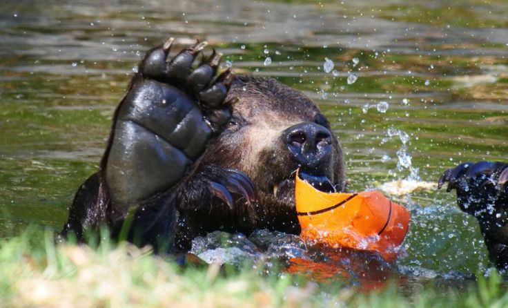 Bär Erich bei seiner Lieblingsbeschäftigung, dem Plantschen im Teich. (Foto: Vier Pfot)