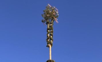 Maibaum mit zwei Wipfeln in Lahrndorf