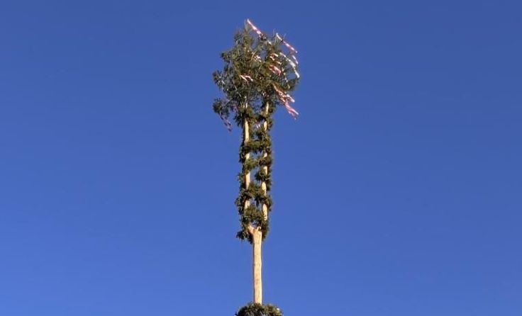 Der zweiwipfelige Lahrdorfer Maibaum (Foto: privat)