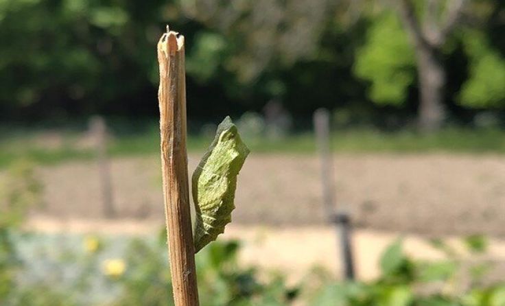 Puppe des Schwalbenschwanzes am trockenen Fenchelstängel (Foto: Naturpark Mühlviertel)