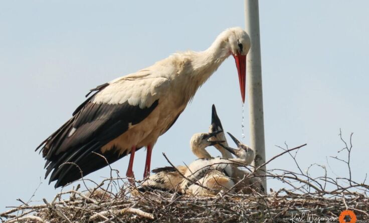 Auch die Storchenkinder haben Durst. (Foto: Wiesinger)