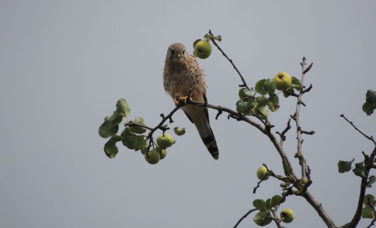 Dieser Turmfalke wurde auf einem Baum in St. Pantaleon-Erla fotografiert.