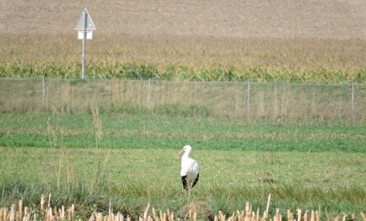 ein Weißstorch bei einem Zwischenstopp beim Flug in den Süden in einem Feld bei Kronstorf