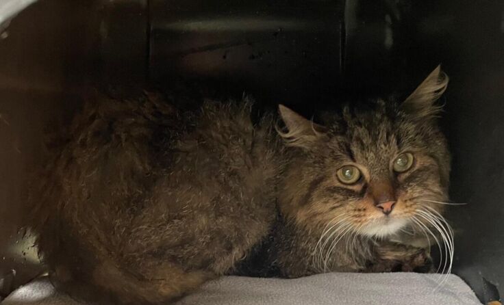 Die etwas schüchterne Dora (5 Jahre). (Foto: Tierheim Linz)