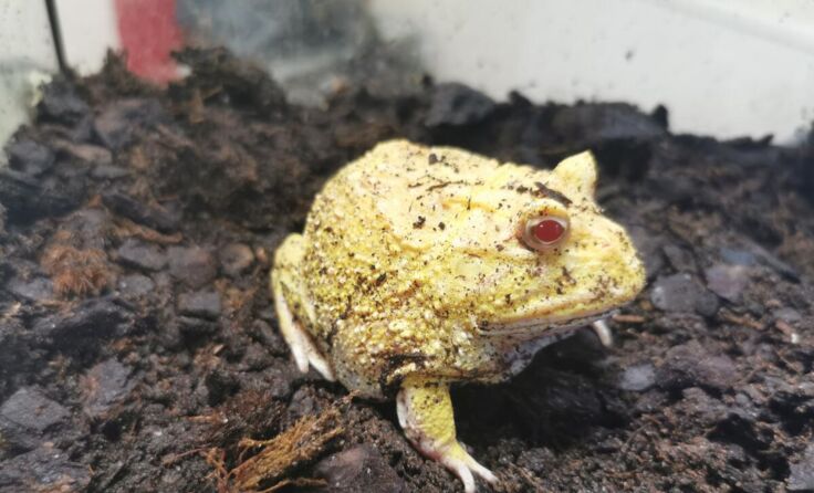 Schmuckhornfrosch (Foto: Tierheim Linz)