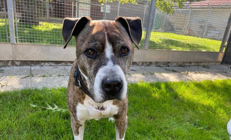 Duke (Foto: Tierheim Linz)