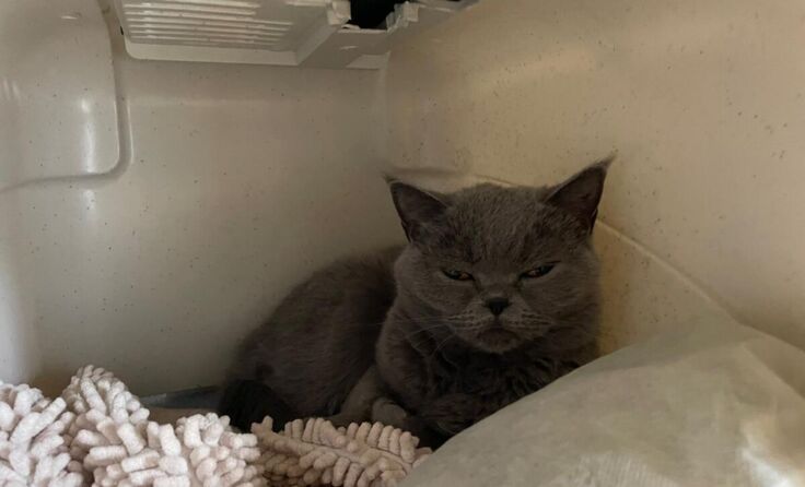 Sheyla (Foto: Tierheim LInz)