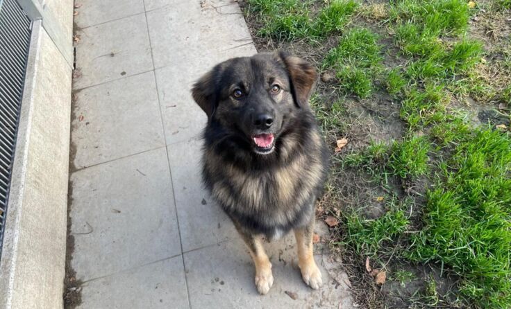 Joe (Foto: Tierheim Linz)