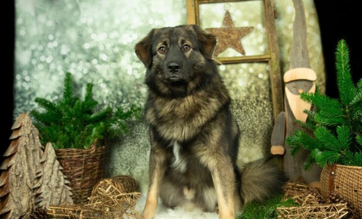 Joe (Foto: Tierheim Linz)