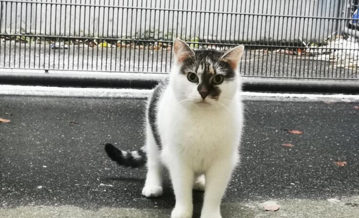 Gloria (10 Jahre) (Foto: Tierheim Linz)