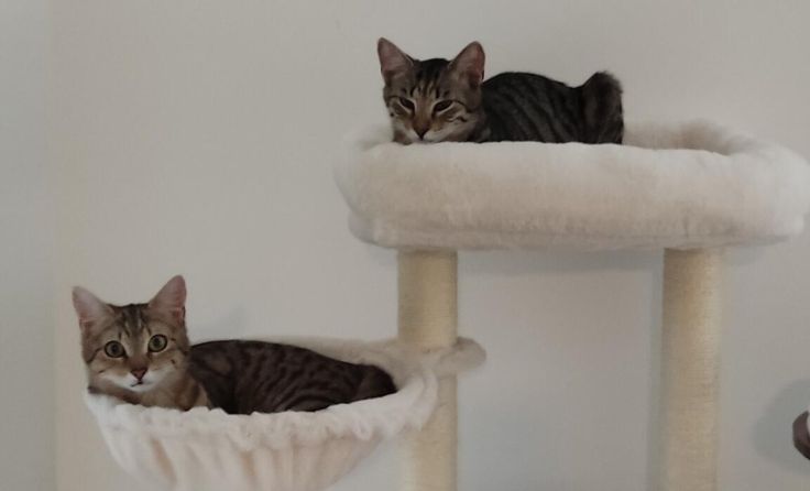 Lilly und Alexa (Foto: Tierheim Linz)