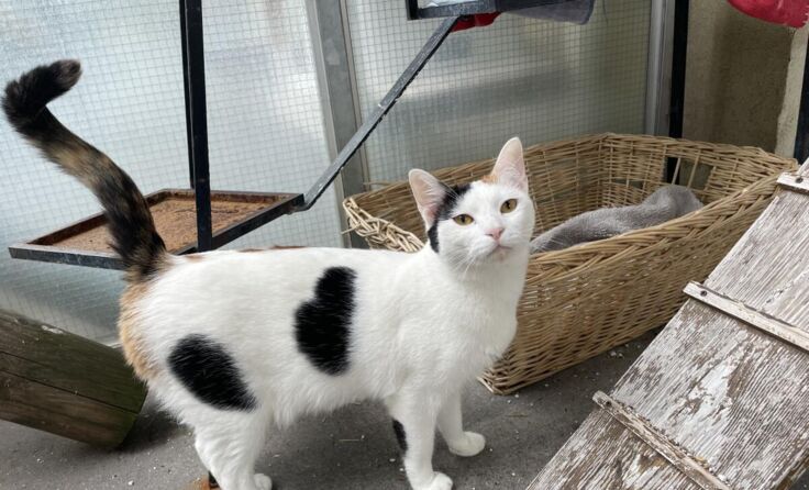 Pixie (Foto: Tierheim Linz)