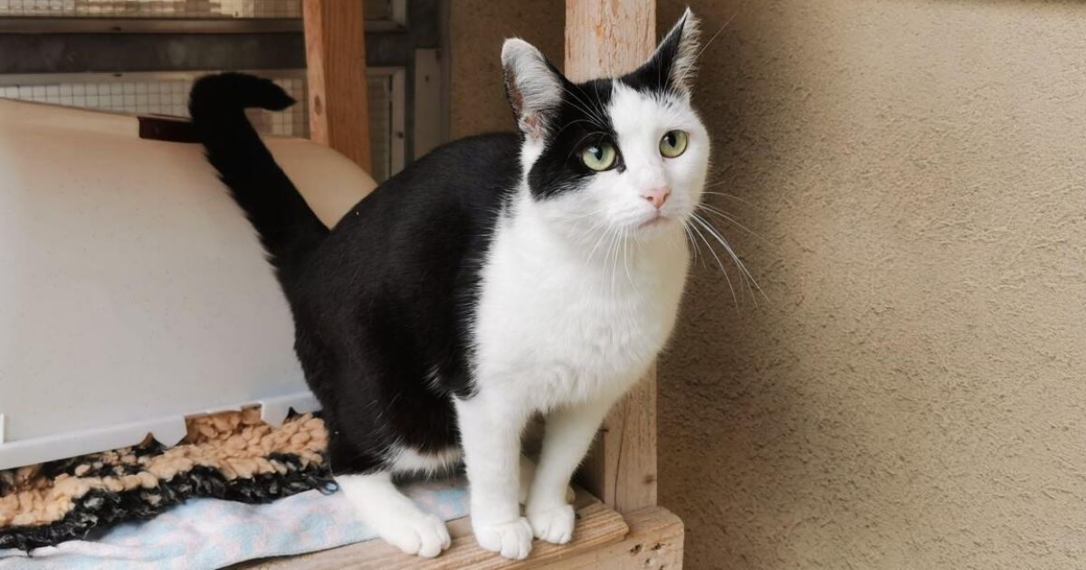 Tips-Tierecke: Zuhause für Simba und Angie