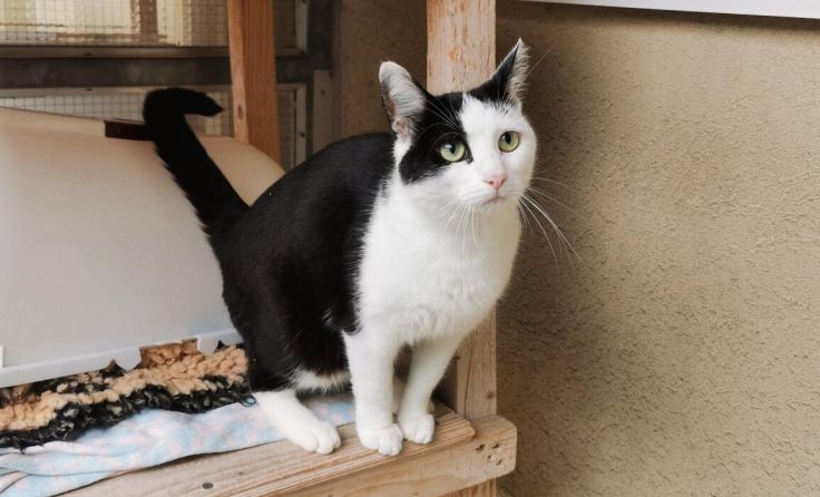 Simba (Foto: Tierheim Linz)