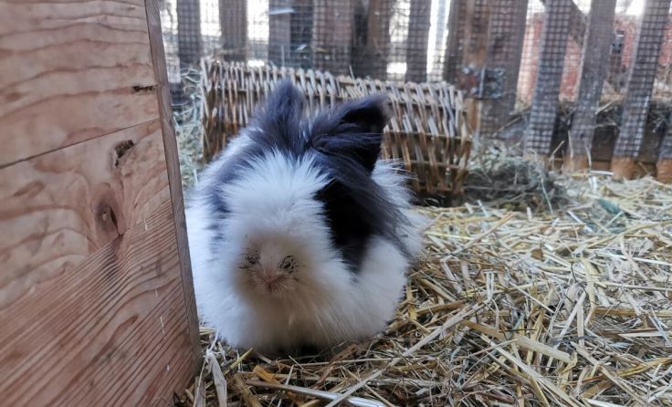 Bubu (Foto: Tierheim Linz)