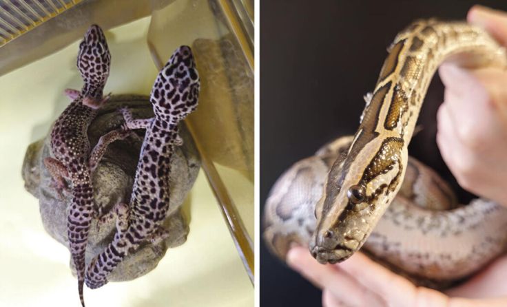 Für die exotischen Tiere wird ein artgerechtes Zuhause gesucht. (Foto: Tierheim Linz)