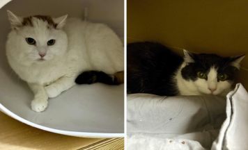 Tips-Tierecke: Neues Zuhause für Katzendamen