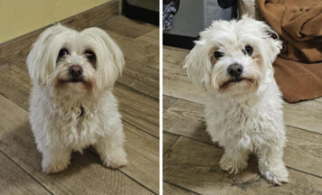 Tips-Tierecke: Ein starkes Duo mit besonderen Bedürfnissen