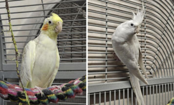 Tips-Tierecke: Neues Zuhause für Nymphensittiche