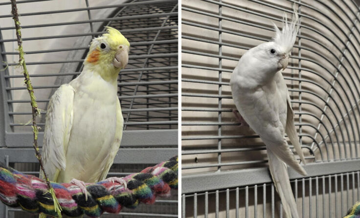 Das unzertrennliche Duo sucht ein gemeinsames Zuhause. (Foto: Tierheim Linz)