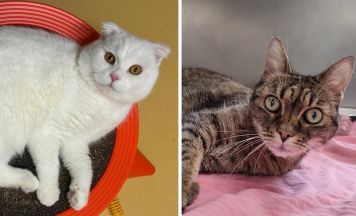 Tips-Tierecke: Menschen mit Herz und Verständnis