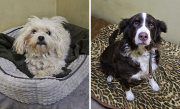 Tips-Tierecke: Liebevolle Bleibe für Ameli und Coco