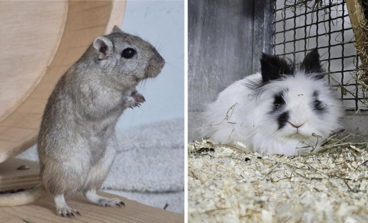 Wilma und Ando warten im Linzer Tierheim auf ein artgerechtes Zuhause. (Foto: Tierheim)
