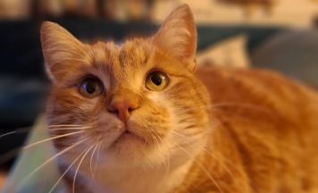 Kater wird schmerzlich vermisst