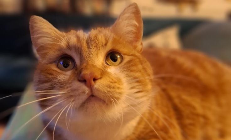 Der rot getigerte Kater Puccini wird vermisst (Foto: privat)