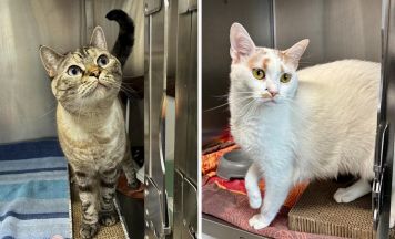 Tips-Tierecke: Samtpfoten suchen einfühlsame Menschen