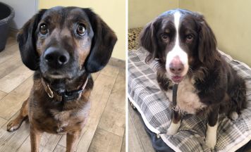 Tips-Tierecke: Zwei Hunde, zwei Geschichten