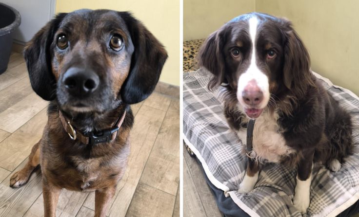 Rudi (li) und Ameli warten im Tierheim auf ihre neuen Besitzer. (Foto: Tierheim Linz)