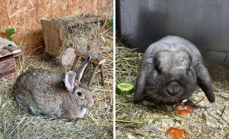 Schnucki (li.) und Goku warten im Tierheim auf ihre neuen Besitzer. (Foto: Tierheim Linz)
