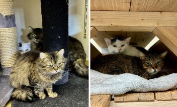Tips-Tierecke: Streunerkatzen suchen Unterstützung