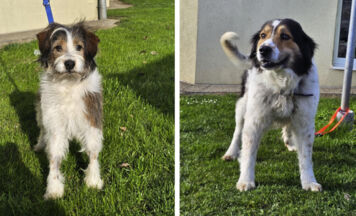 Tips-Tierecke: Zuhause für Struppi und Karli