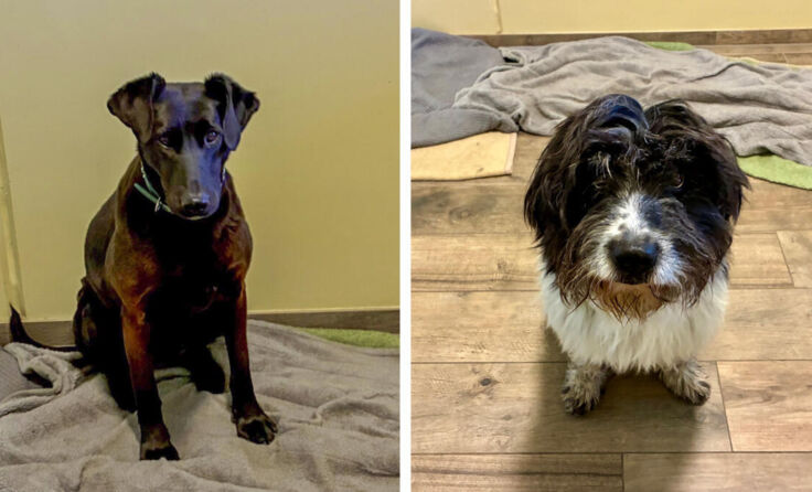 Lucky Sabrina und Tobi warten im Linzer Tierheim auf ihre neuen Besitzer. (Foto: Tierheim Linz)