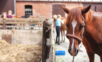 Pferdefrühlingsfest lädt zum Mitfeiern ein