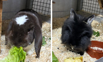 Tips-Tierecke: Fluffy und Bluebell suchen ihr Glück