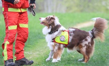Rettungshunde im Einsatz: Erfolgreiche Landesübung