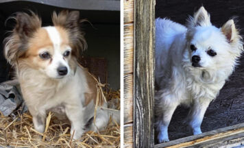 Tips-Tierecke: Zuhause für Cindy und Gipsy gesucht