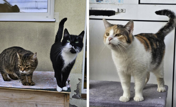 Jimmy und Jonny (links) sowie Shizuka (rechts) suchen ein liebevolles Zuhause. (Foto: Tierheim Linz)