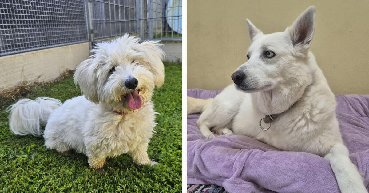 Tips Pet Corner: New home wanted