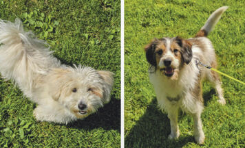 Struppi und Lola suchen Menschen mit Herz
