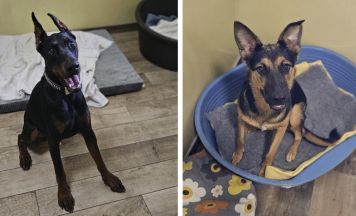Tips-Tierecke: Rocky und Luna suchen erfahrene Menschen
